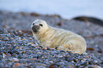 young grey seal