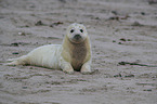 young grey seal