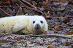 young grey seal