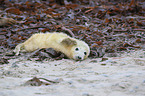 young grey seal