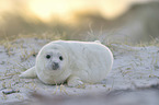 grey seal