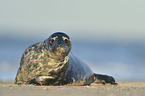 grey seal