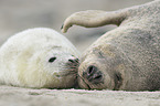 grey seals