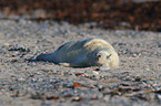 grey seal