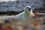 grey seal