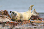 grey seal