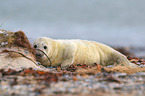 grey seal