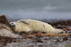 grey seal