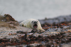 grey seal