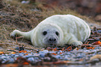 grey seal