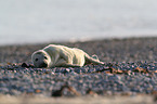 grey seal