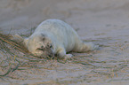 grey seal