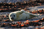 grey seal