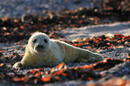 grey seal