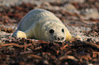 grey seal