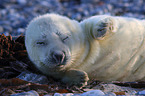 grey seal