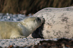 grey seal