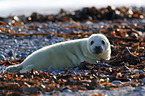 grey seal