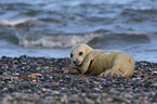 grey seal