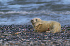 grey seal