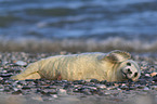 grey seal