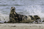 grey seal