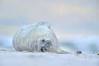 grey seal