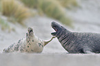 grey seals