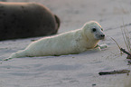 grey seals