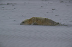 grey seal