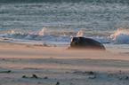 grey seal