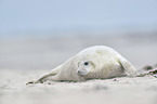 grey seal