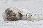 Grey Seal by the sea