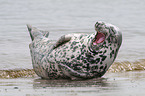 Grey Seal