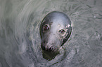Grey Seal portrait