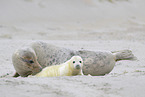 grey seal
