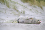 grey seal