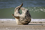 grey seal