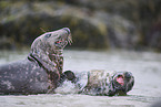 grey seal