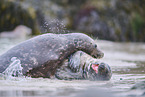 grey seal
