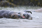 grey seal