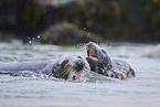grey seal