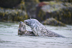 grey seal