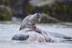grey seal