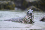 grey seal
