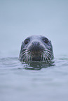 grey seal