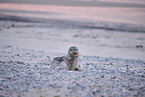 grey seal
