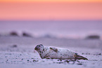 grey seal