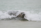 grey seal