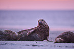 grey seal